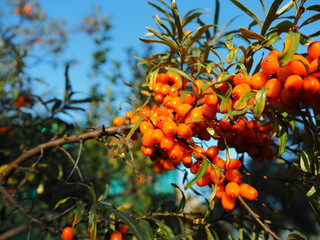 Wall Mural - bright orange berry sea buckthorn on a tree branch