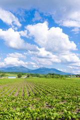 Wall Mural - 北海道富良野 穀倉地帯を行く