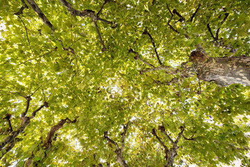 Looking up into the leafy green tree canopy