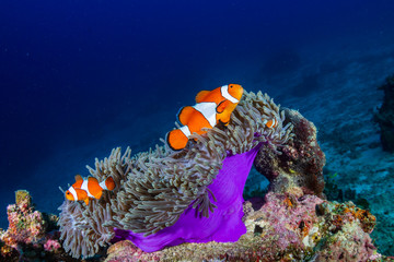 Clownfish in their host anemone on a tropical coral reef