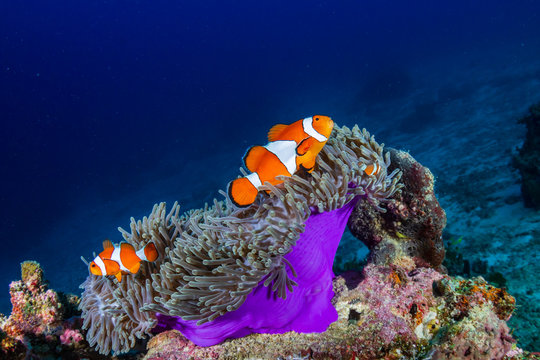 Clownfish in their host anemone on a tropical coral reef