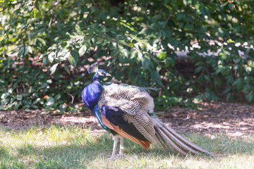 Beautiful peacock in the park - Image