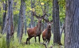 Fototapeta Sawanna - Beautiful Red Deer in rut Is it tall,powerful,loud,wary and he is guarding his herd.