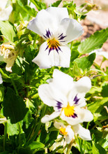 Two Pretty White, Purple And Yellow Pansy Flowers
