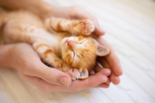 Kitten Sleeping In Man Hands. Cats Sleep.