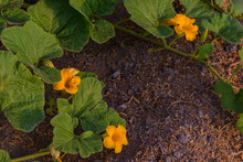 Growing Pumpkins In The Garden. Beautiful Yellow Pumpkin Flowers With A Velvety Texture Growing In The Garden