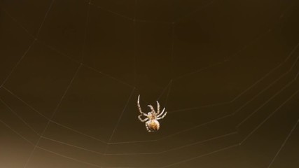 Spider weaves a web