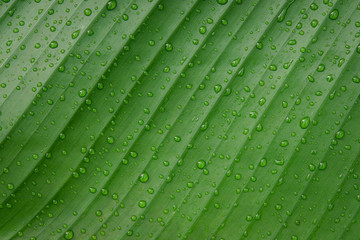 Wall Mural - Water drops on banana leaf backgroung.