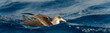 Cory's Shearwater on the waters of the Atlantic Ocean in the Azores Islands.