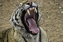 Bengal Tiger. Closeup Of Tiger With Mouth Wide Open And Yawning.
