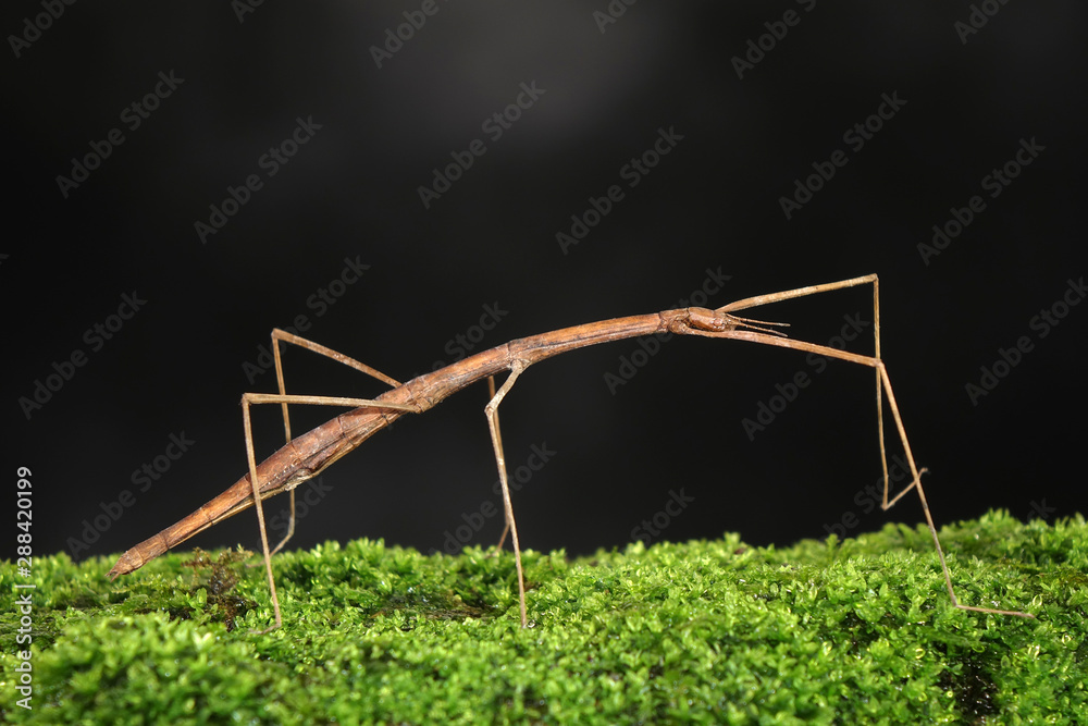 Foto de Stock Stick insect or Phasmids (Phasmatodea or Phasmatoptera ...