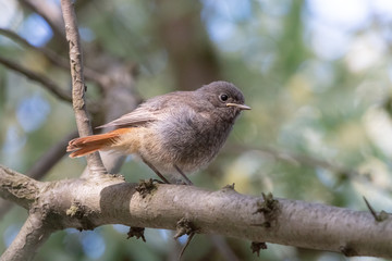 Wall Mural - Juvenile fluffy black redstart with short orange tail. Young blackstart chick (phoenicurus ochruros). Little birdie sitting on the branch in summer forest.