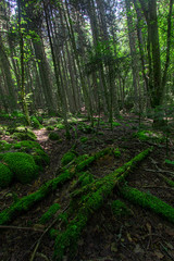 Wall Mural - Forest Tree Nature Outdoor Jungle