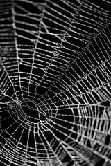 Wall Mural - real frost covered spider web isolated on black