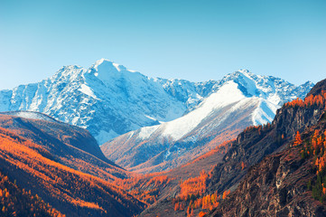 Snow-covered mountain peaks and yellow autumn trees. View of North-Chuya ridge in Altai, Siberia, Russia