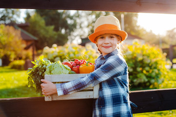 Wall Mural - Kids little girl holding a basket of fresh organic vegetables in the background of a home garden at sunset. Healthy family lifestyle. Harvest time in autumn. The child the farmer.