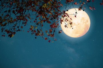 Wall Mural - beautiful autumn fantasy - maple tree in fall season and full moon with star. retro style with vinta