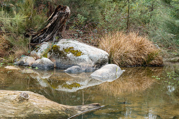 Wall Mural - A stump overlooking Paddys River