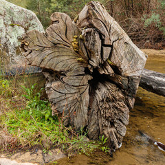 Wall Mural - Unique looking log cut in the river