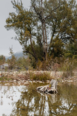 Wall Mural - An interesting stump in the Murrumbidgee River