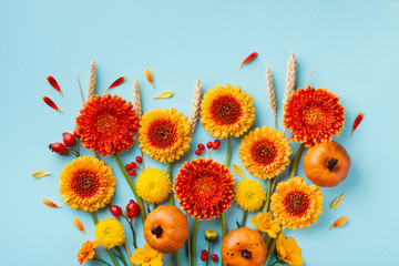 Creative autumn nature composition with orange and yellow gerbera flowers, decorative pumpkins, wheat ears on blue background. Thanksgiving day concept. Flat lay.