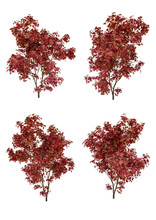 Japanese Maple Tree Fall Season On A White Background With Clipping Path.
