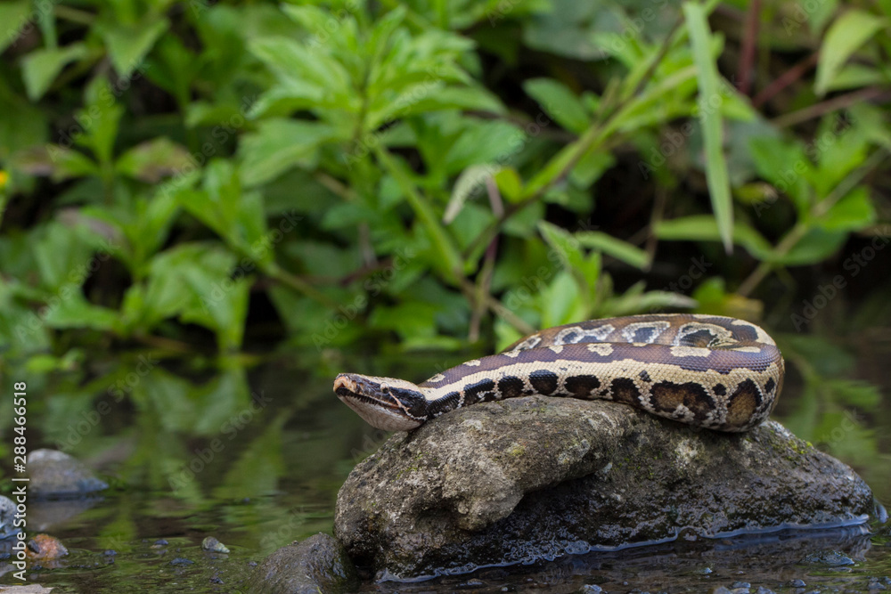 Sumatran Red Blood Python (Python curtis curtis) commonly known as red ...