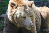 Fototapeta Maki - Portrait of an old brown bear, a predatory beast