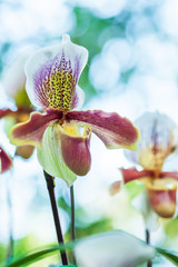 Wall Mural - Close-up of Paphiopedilum appletonianum (Gower) Rolfe in full bloom.