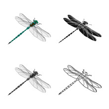 Vector Illustration Of Dragonfly And Colorful Icon. Collection Of Dragonfly And Beauty Stock Symbol For Web.