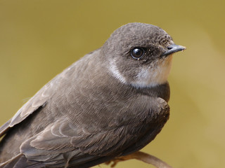 Poster - Sand Martin (Riparia riparia)