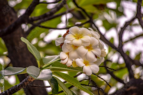 空を背景にハワイ ワイキキビーチからプルメリアの白い花を見上げた景色 Buy This Stock Photo And Explore Similar Images At Adobe Stock Adobe Stock