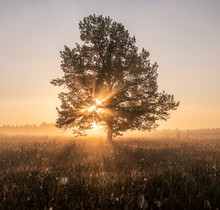 Tree On A Early Autumn Morning In Russia