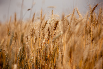  cereals