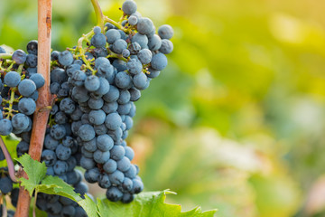 Bunch of grapes on a vineyard during sunset. The winegrowers harvest.