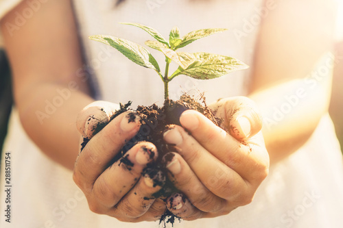Cuadros en Lienzo Young plant tree sprout in woman hand