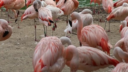 Wall Mural - flamant rose