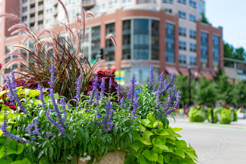 Fotografía Colorful Flowers and Plants in Downtown Evanston Illinois