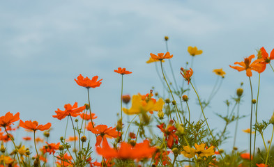 Wall Mural - Beautiful flowers blooming in garden