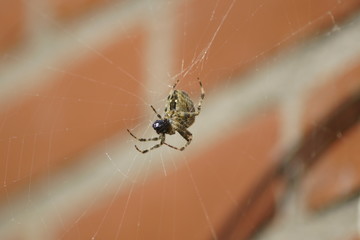 spider on web