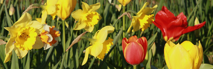 Sticker - Tulipes et narcisses au printemps