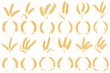 Wheat or barley ears. Golden grains harvest, stalk grain wheat, corn oats and rye. Barley organic flour agriculture plant vector collection
