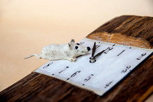 White Mouse And Watch. White Mouse And Clock Hands. New Year 2020. Little Rat Near The Clock. Five Minutes Before The New Year Of The Rat. Symbol Of Chinese New Year. Wooden Big Clock.