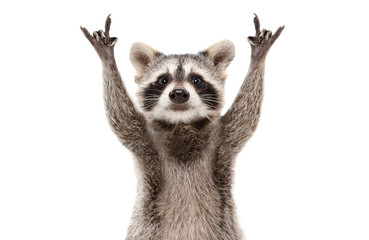 Wall Mural - funny cute raccoon showing a rock gesture isolated on white background