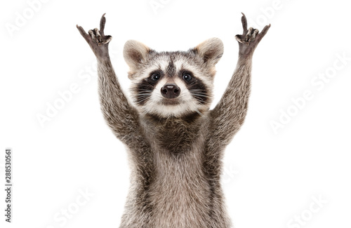 Fotomural Funny cute raccoon showing a rock gesture isolated on white background