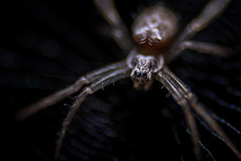 A Tiny Spider, Close - Up,  Macro Photography.