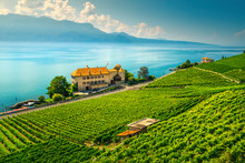 Fantastic Vineyards In Lavaux Region Near Rivaz, Vaud, Switzerland