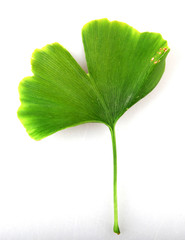 Poster - Ginkgo Biloba Leaf Against White Background