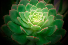 Cactus And Succulent Echeveria. Close Up Of Succulent Echeveria Plant, Growing Beautiful Succulents Of Echeveria.