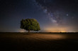 Milky way over an oak tree in Palencia, Spain